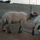 فحل نعيم فاخر