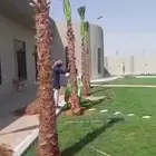 يوجد لدينا جميع انواع النخل للبيع
