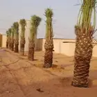 توريد وزراعة انخيل