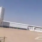 مقاول مزارع دواجن   عنابر دواجن