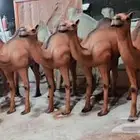 ديكورات فيبر جلاص تصنيع وتفصيل جميع أشكال منتجات فابير نواف