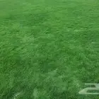 ثيل طبيعي صافي ونضيف من المزرعه