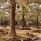 نخنل للبيع بكافت انوعه