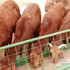غنم بربري و تيوس و سواكن و نعيمي و قعدان