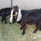 جفره تحتها جفره
