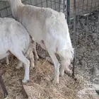 ضان مضاريع