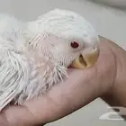 فرخ روز البينو عيون حمر