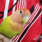 روز اليف