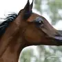 مزاد خيول للبيع 