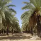 تمر صفري
