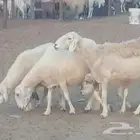 غنم حرية للبيع حدها سمح من 800