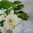 نباتات