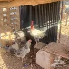 دجاج بلدي بيض نضيف خلي من الأمراض على الشرط مايجي الا اصامل