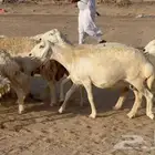 بسم الله ماشاء الله وصلوا علي النبي