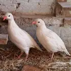 حجل ابيض