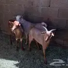 2تيوس بلدي محايل عسير