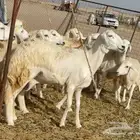 مشا الله اعرض لكم غنم رخال شعره حريات طيبة عددها 15