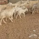 غنم حيه