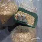 تم البيع. تم البيع فرخين روز البينو الحق عروض لا تفوت