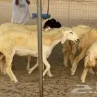 رخال حريات صنف الصنف جدعات كفو عددها 20 بالفحل