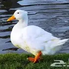 تعلن مزارع أرنوبي بفضل الله وتوفيقه عن توفر بط بكيني شحم لحم