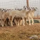رخال جدعات العدد16
