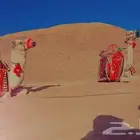 اجار جمال خيول رحول زلول راكبي