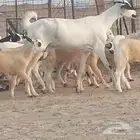 معزا بيشيات خلفات صنف للبيع