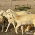 مشا الله تبارك الرحمن اعرض لكم غنم رخال حريات 27