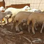 ماشاءالله تبارك الله