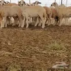 رخال حريات حرش