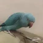 دره هولندي أليف