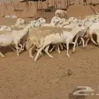 العدد 27 راس رباع سدس دفيع