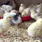 صيصان بلدي