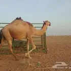 لقحه ب ثنوها