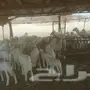 ضأن حرية للبيع 