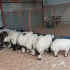 للبيع هرفي نعيم العدد 22 خروف صافي اعمارهن 3 شهور