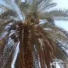 مقال تكريب تنضيف إي شغله لنخل