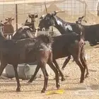 معزه جنوبيه العدد 4 روس