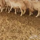 غنم حريه 13 راس ضان مقاني