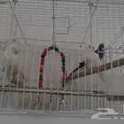 طيور بادجي للبيع