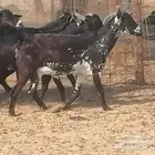 معزا جنوبية للبيع