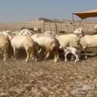 غنم حرش