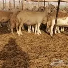 غنم حريات طيبه 40 تحتها 2