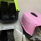 قطط شيرازي وكيتن للتبني في جده