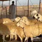 ما شاء الله وتبارك الله أعرض لكم غنم حريات رخال