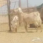 عنز تحتها جفره