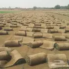 جده جده جده