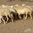 غنم حريات خلفات طيبه