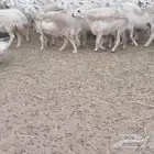قنم حريه العدد90